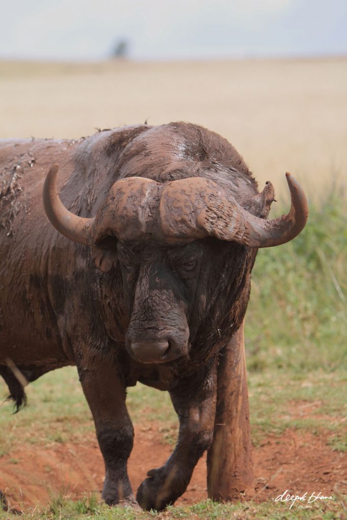 Africa-buffalo-covered-in-mud