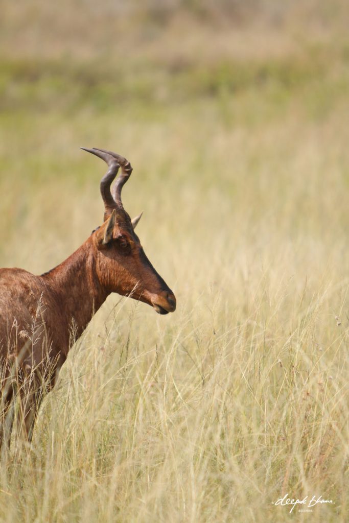 Hartebeest-antelope-in-savannah-plains-grass