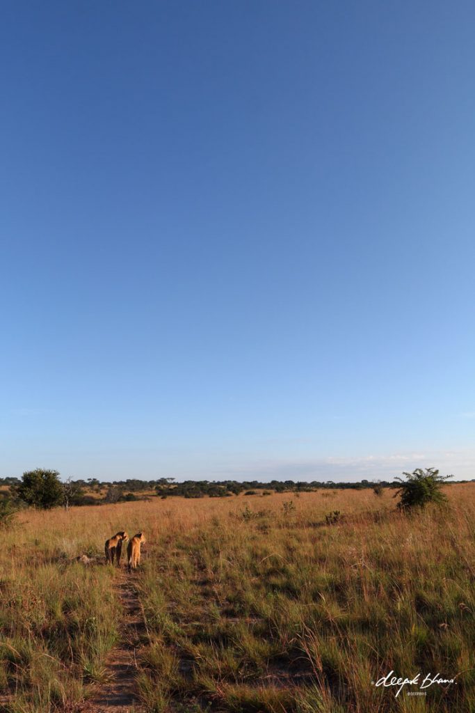 Two-young-lionesses-in-bush-blue-sky