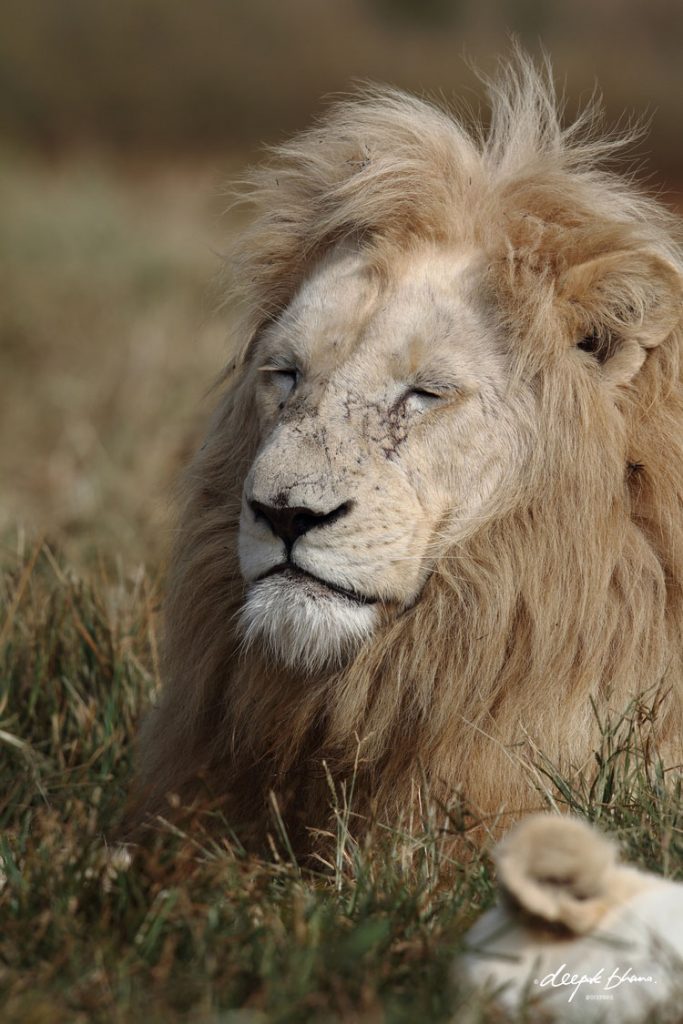 White-lion-male-portrait-eyes-closed-resting