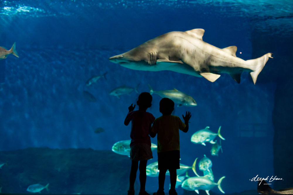 Seville-Aquarium-kids-shark