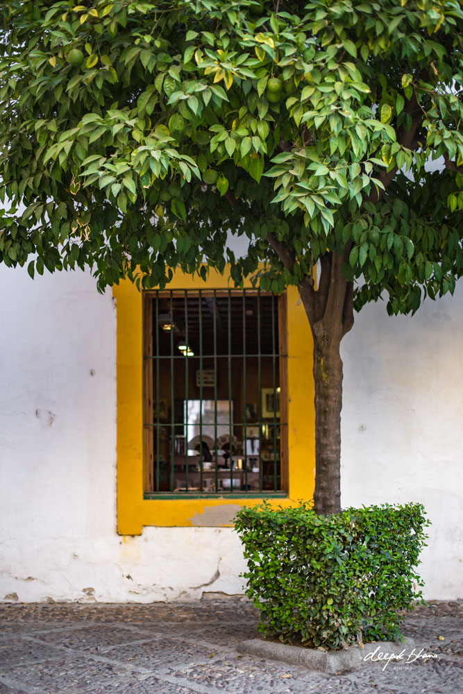 Seville-Spain-orange-tree-window