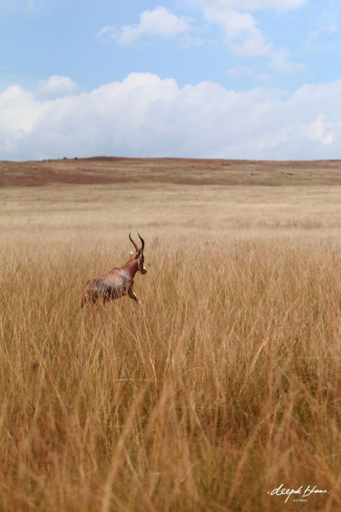 Gazelle-running-across-savannah-plains-grass