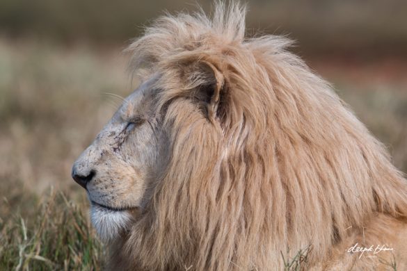 White-lion-male-profile-eyes-closed-resting.jpg