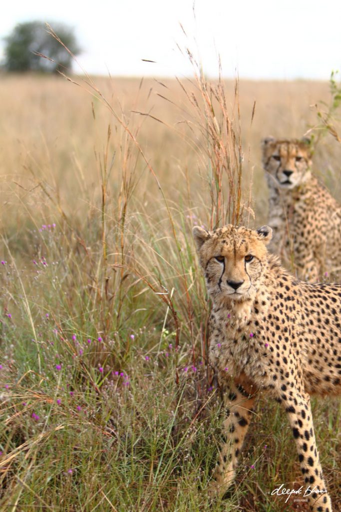 Two-young-cheetah-savannah-plains-grass-wild-flowers