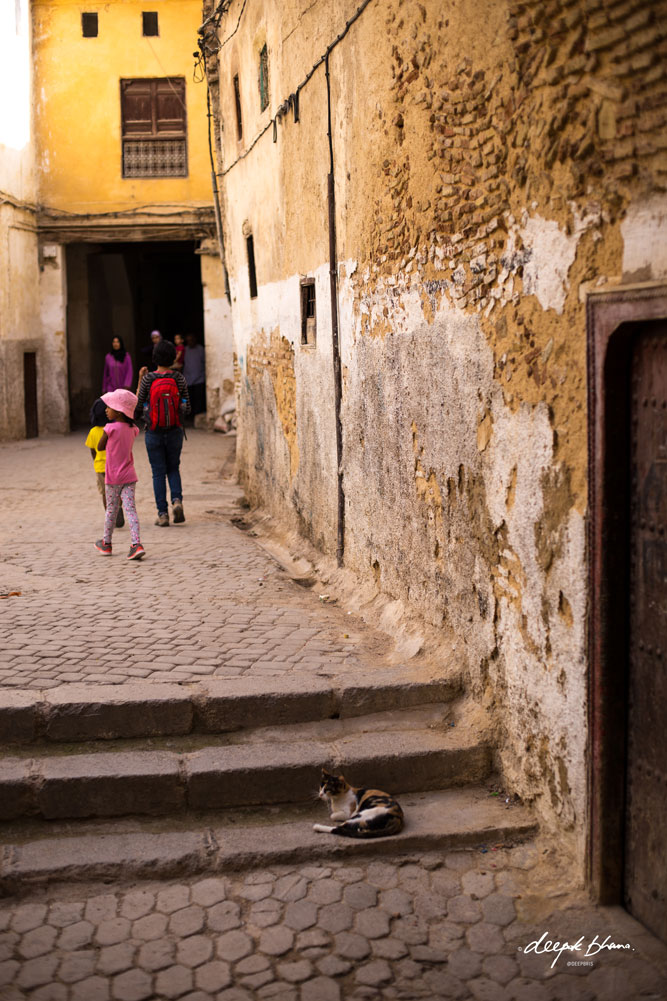 Todayfarer-family-Fes-Morocco with kids-walking-through-streets-cat