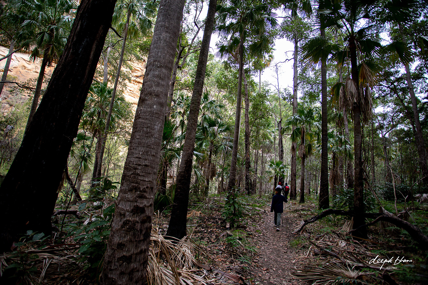 Carnarvon Gorge with kids - walking through the forest